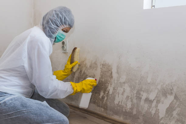 Best Basement Mold Removal  in Parkville, MD